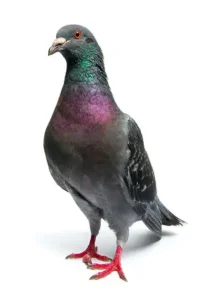 a32