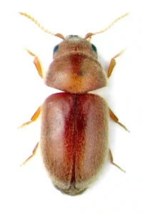 a33