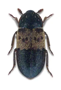 a37