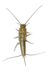 a39