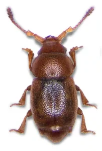 a43