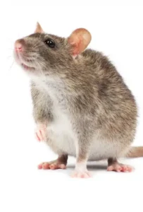 a54