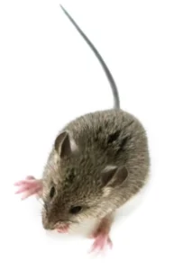 a55